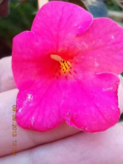 12 septembrie 2013-flori 069 - achimenes