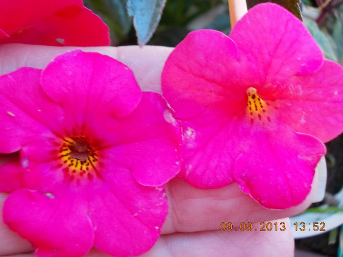 12 septembrie 2013-flori 066 - achimenes