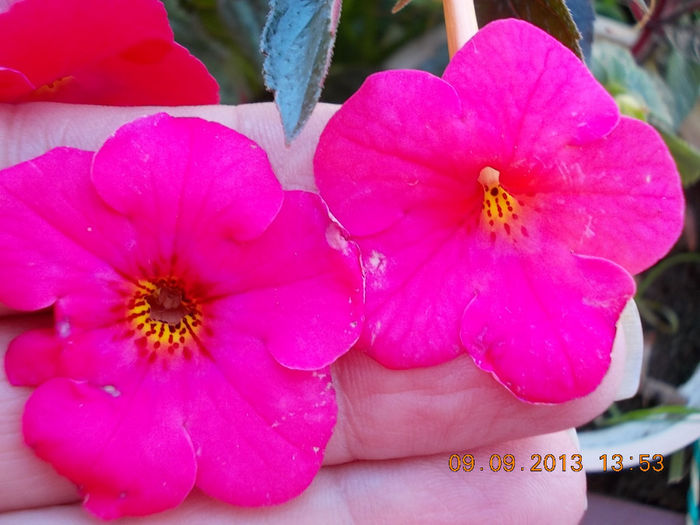 care e charm ? - achimenes