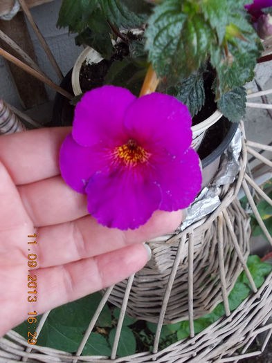 el nu e rose d'ybleys , asa-i ? - achimenes