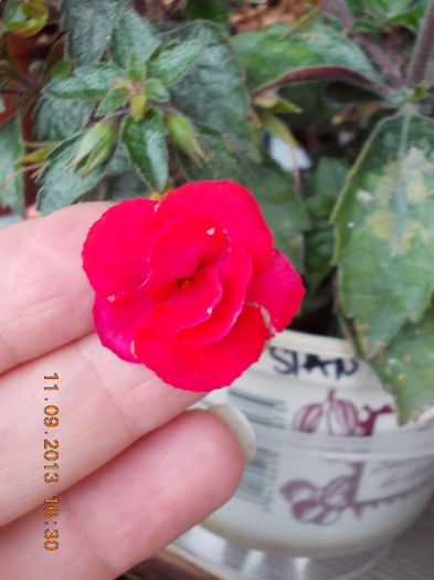 stan's delight - achimenes
