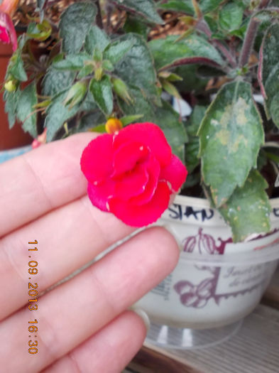 12 septembrie 2013-flori 129 - achimenes