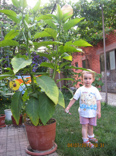 Picture 953 - 3 BRUGMANSIA