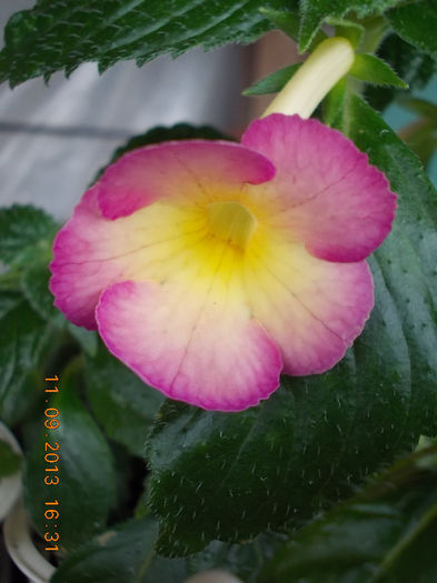 e sauline ? - achimenes