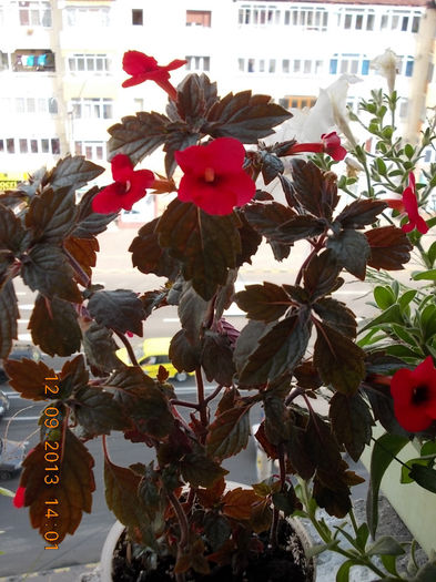 12 septembrie 2013-flori 146 - achimenes