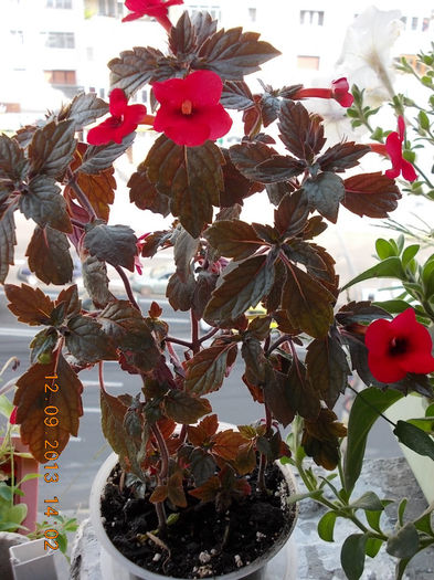 12 septembrie 2013-flori 148 - achimenes