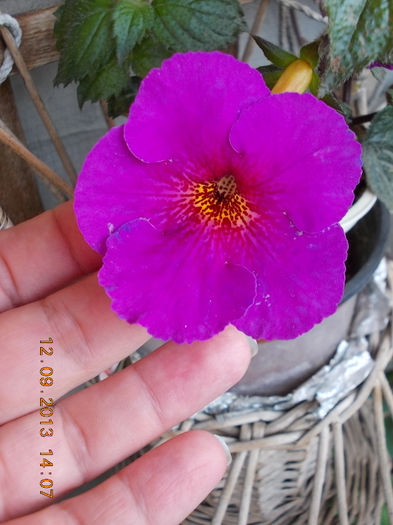 ? - achimenes