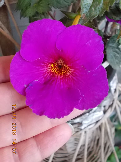 12 septembrie 2013-flori 177 - achimenes