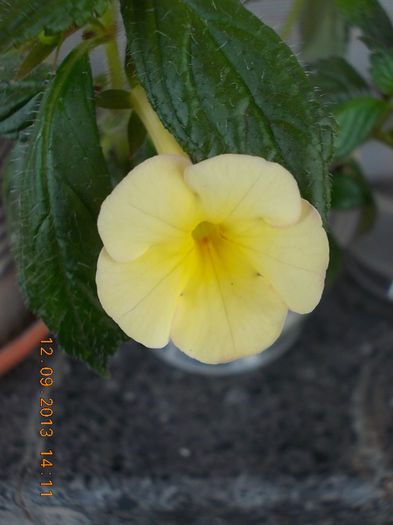 achimenantha himalayan sunrise - achimenes