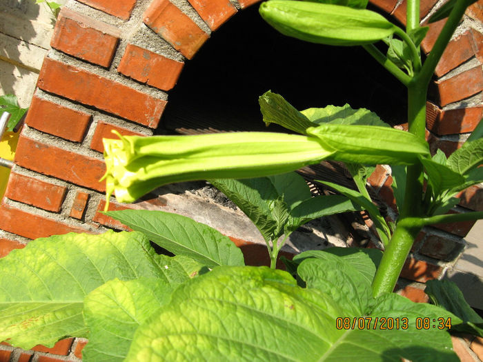 Picture 1003 - 3 BRUGMANSIA