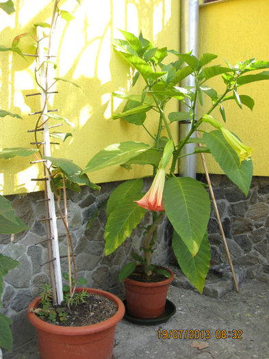 BR. nr. 2 din ghiveci.