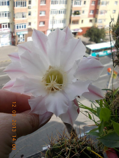 12 septembrie 2013-flori 135 - cactusi si florile lor
