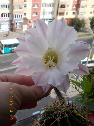 12 septembrie 2013-flori 136 - cactusi si florile lor