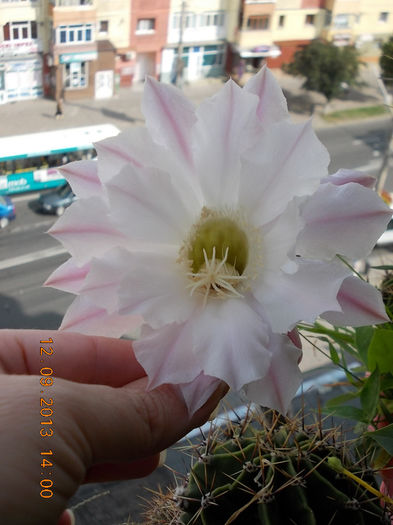 12 septembrie 2013-flori 137 - cactusi si florile lor