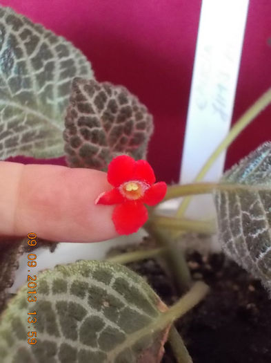 12 septembrie 2013-flori 104 - episcia