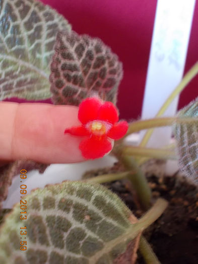 12 septembrie 2013-flori 105 - episcia