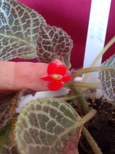 12 septembrie 2013-flori 106 - episcia