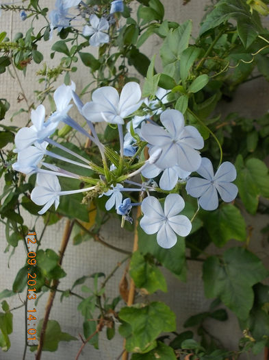 12 septembrie 2013-flori 139 - plumbago bleu