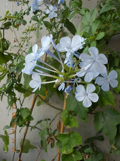 12 septembrie 2013-flori 140 - plumbago bleu