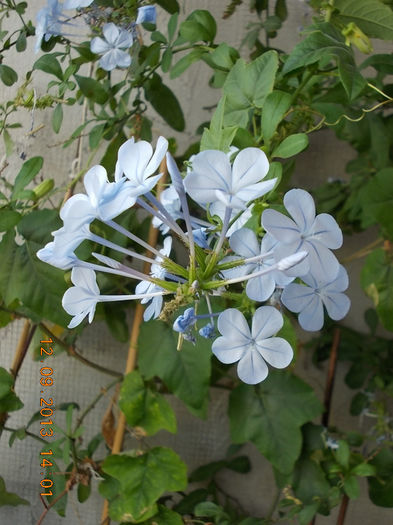 12 septembrie 2013-flori 141 - plumbago bleu