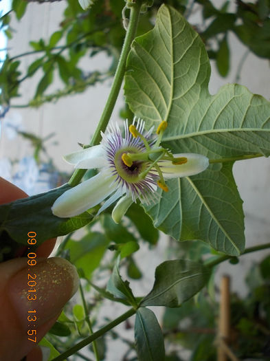 12 septembrie 2013-flori 092 - passiflora adenopoda