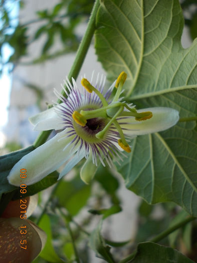 12 septembrie 2013-flori 093 - passiflora adenopoda