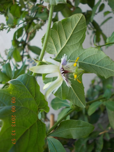 12 septembrie 2013-flori 094 - passiflora adenopoda