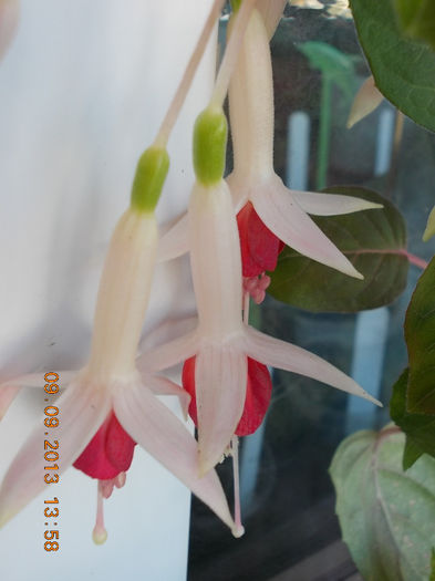 12 septembrie 2013-flori 100 - fuchsia