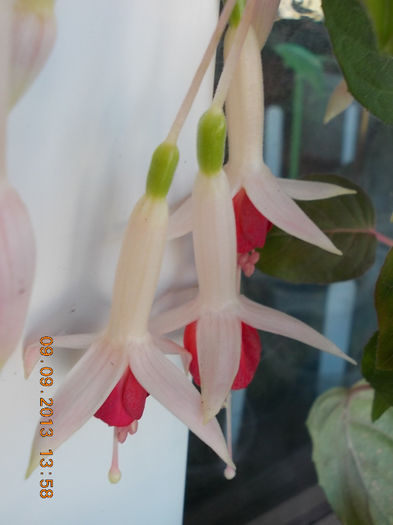 12 septembrie 2013-flori 101 - fuchsia