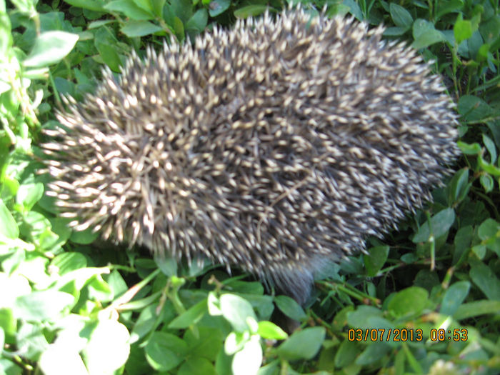 Ghemotoc tepos..... - 7 GIZE INSECTE BROTACEI