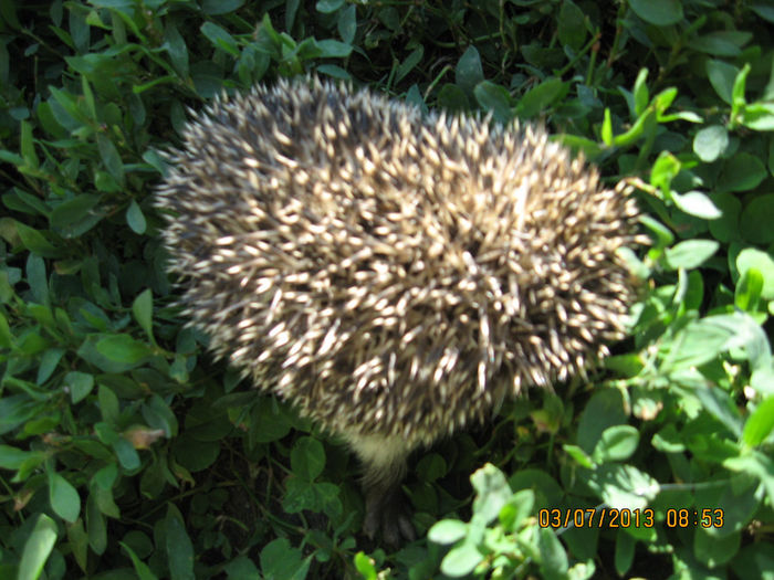 cu armura dar fricos..... - 7 GIZE INSECTE BROTACEI