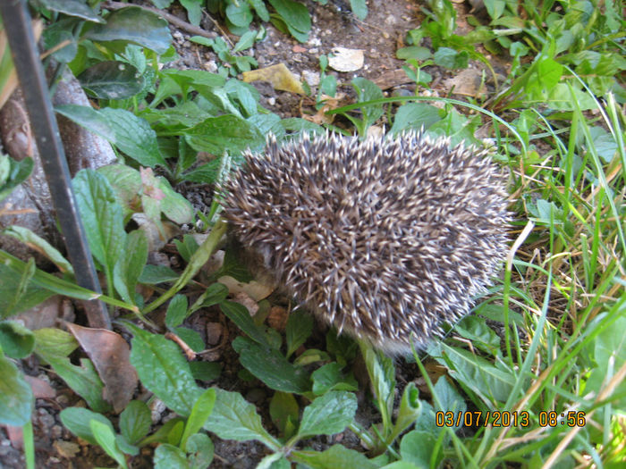 prin curte in cautare de hrana si apa.