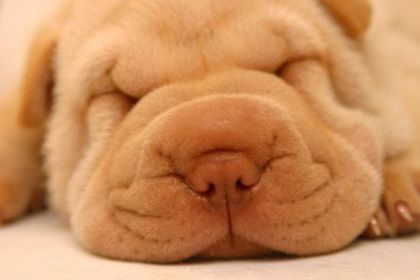 sharpei_jpg_w450 - poze