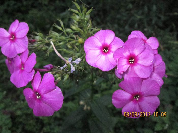 IMG_9227 - La tara in luna septembrie