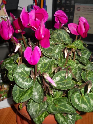 cyclamen - pierduta - flori de interior 2013