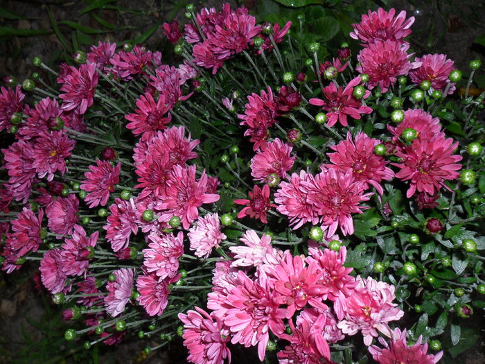 crizantema - septembrie 2013