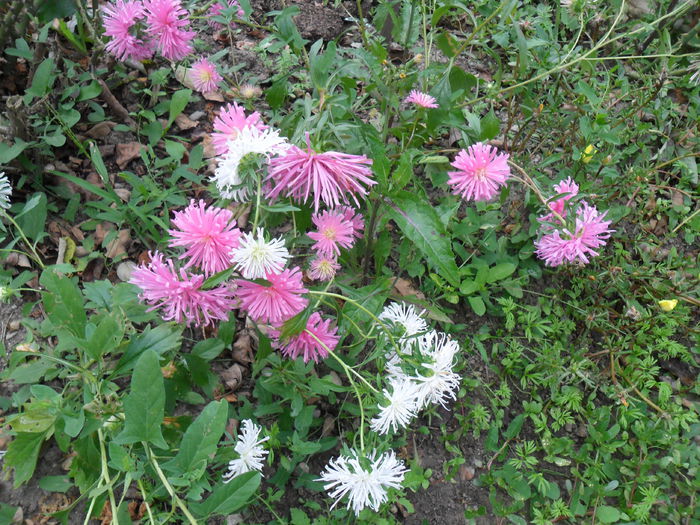 ochiul boului ciufulit