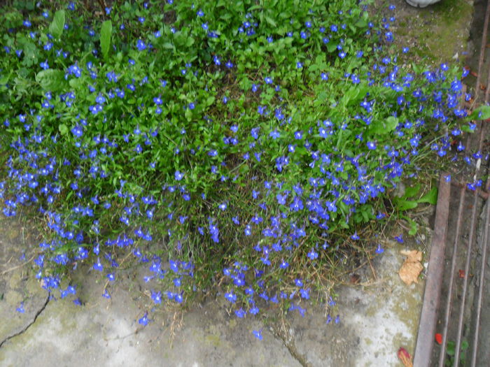 lobelia