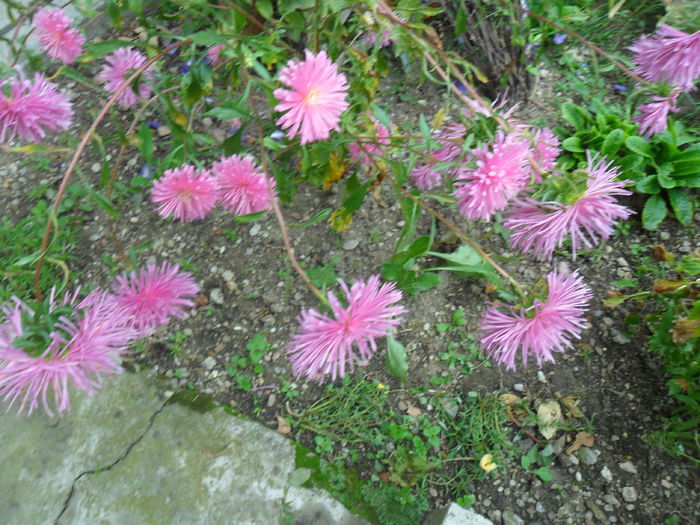 ochiul boului ciufulit