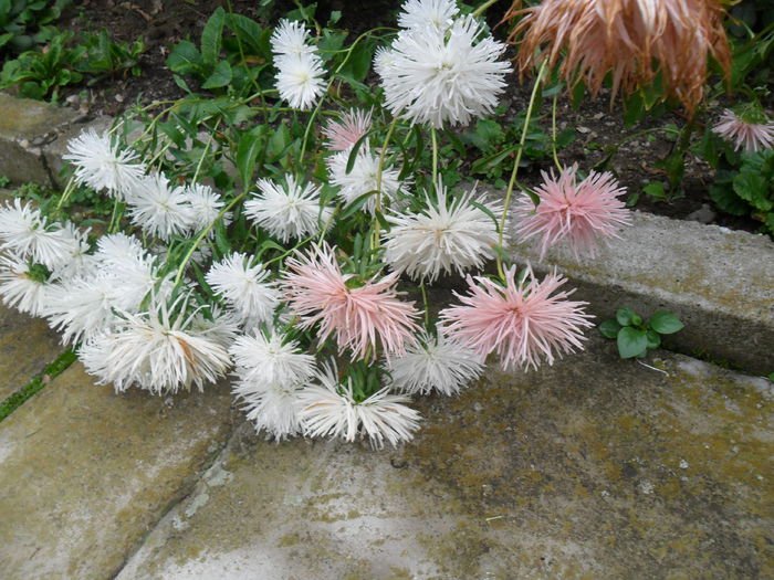 ochiul boului ciufulit