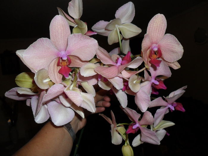 SAM_5854 - orhidee 2013