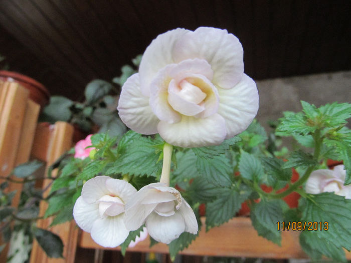 ivory queen-preferata de Saliba!