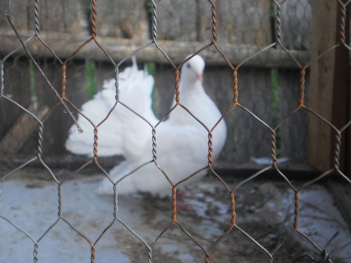 masculul curcan alb 2013