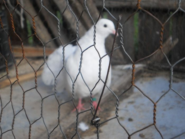 femela curcan alba 2013