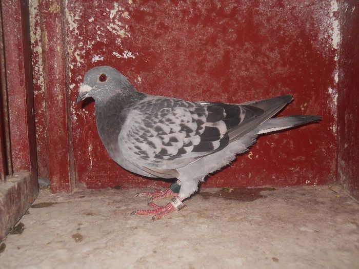 F-2012,2 fonduri clasate.; F-2012-0571570
