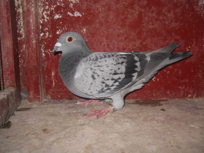 F-2012,fiica din FR.Norma DF,F.Locul 1 fond tineret pe club.; F-2012-0565471.Arata SUPER...
