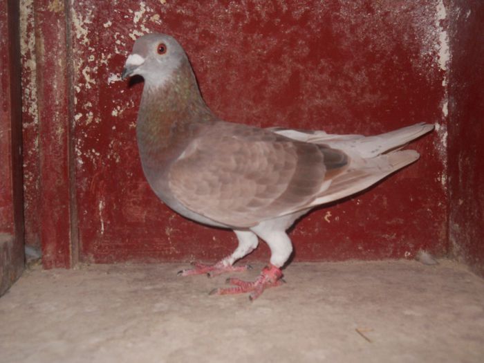 Fiu din Ursache+0866784(10 cls,norma V,DF,F,G,M,).