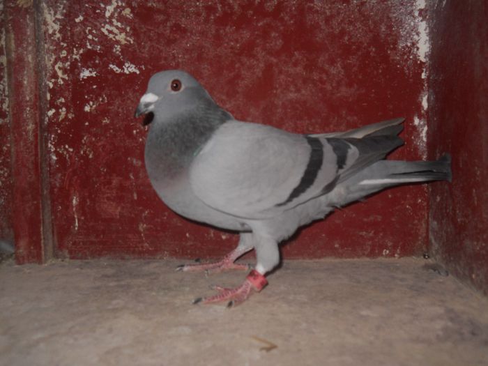 Fiu din GB+VAN DER ESPT.