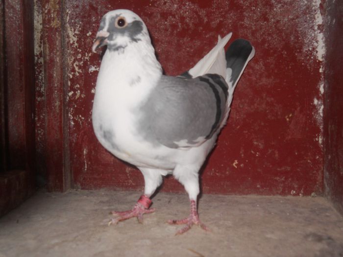 Orig. Stancu Ion,Caracal.