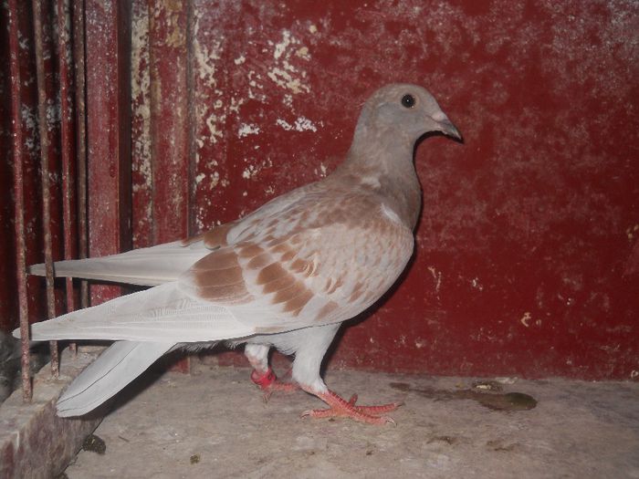 Fiica din FR,tardiva,trimisa la Craiova...